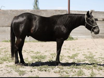 3YO Grade Gelding