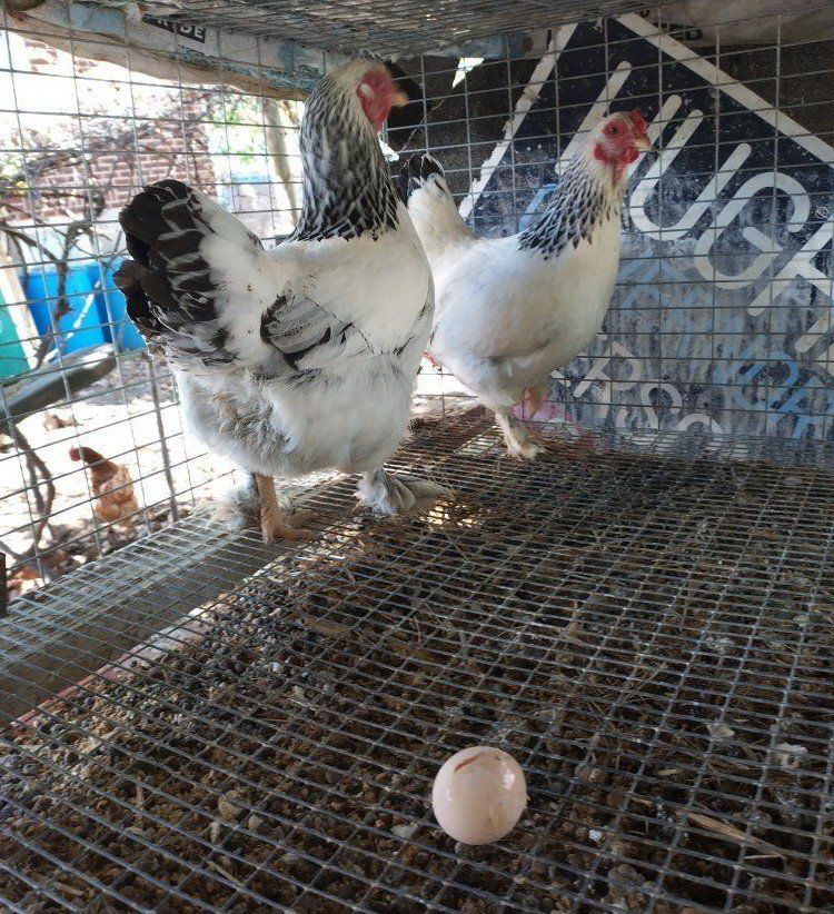 Two Bantam sisters Hens miniature Brahma chicken