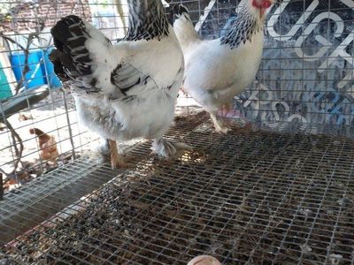 Two Bantam sisters Hens miniature Brahma chicken