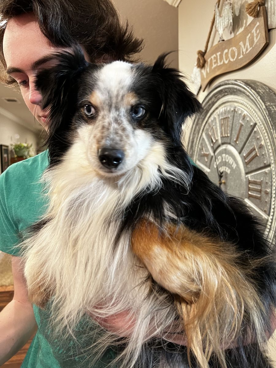 Adult Male Mini Aussie