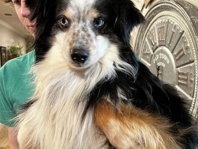 Adult Male Mini Aussie