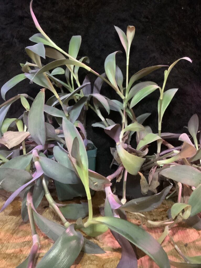 Purple Heart Tradescantia House Plants