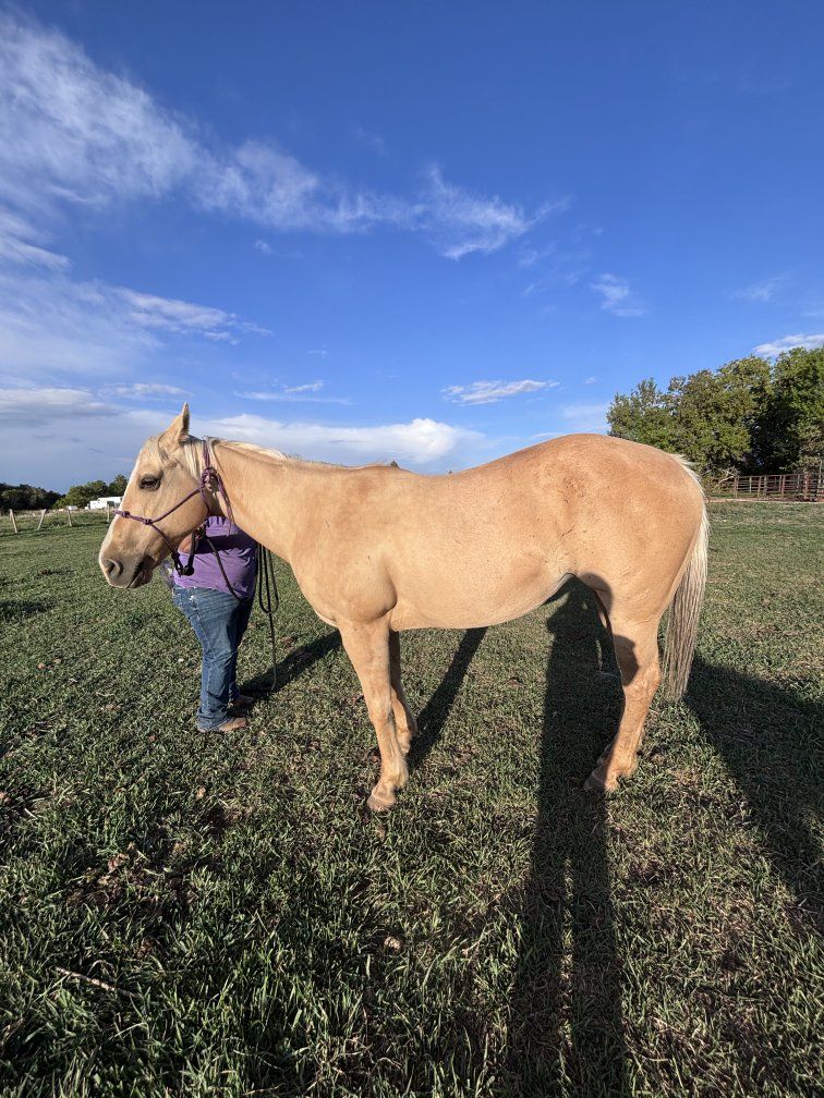 AQHA registered palomino mare