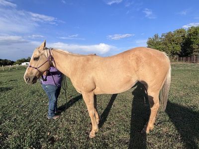 AQHA registered palomino mare