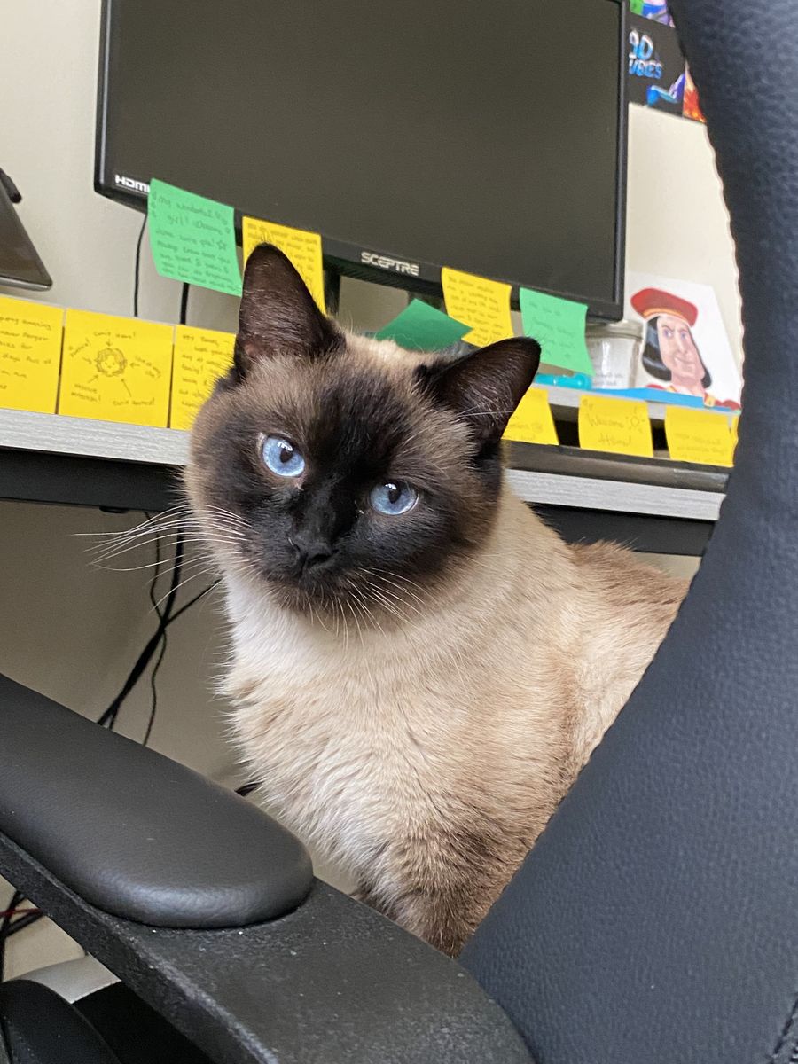 Looking for a great home for my cat