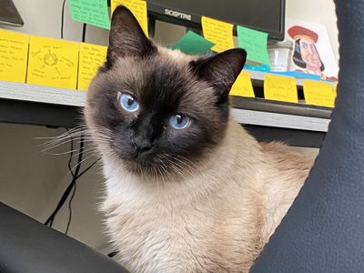Looking for a great home for my cat
