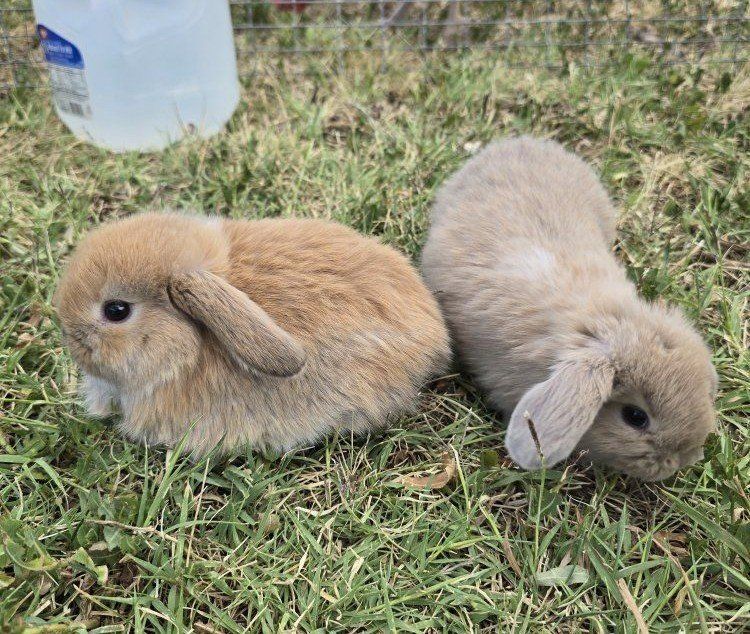 🥕🥕🥕 Baby Holland Lops