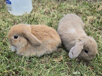 🥕🥕🥕 Baby Holland Lops