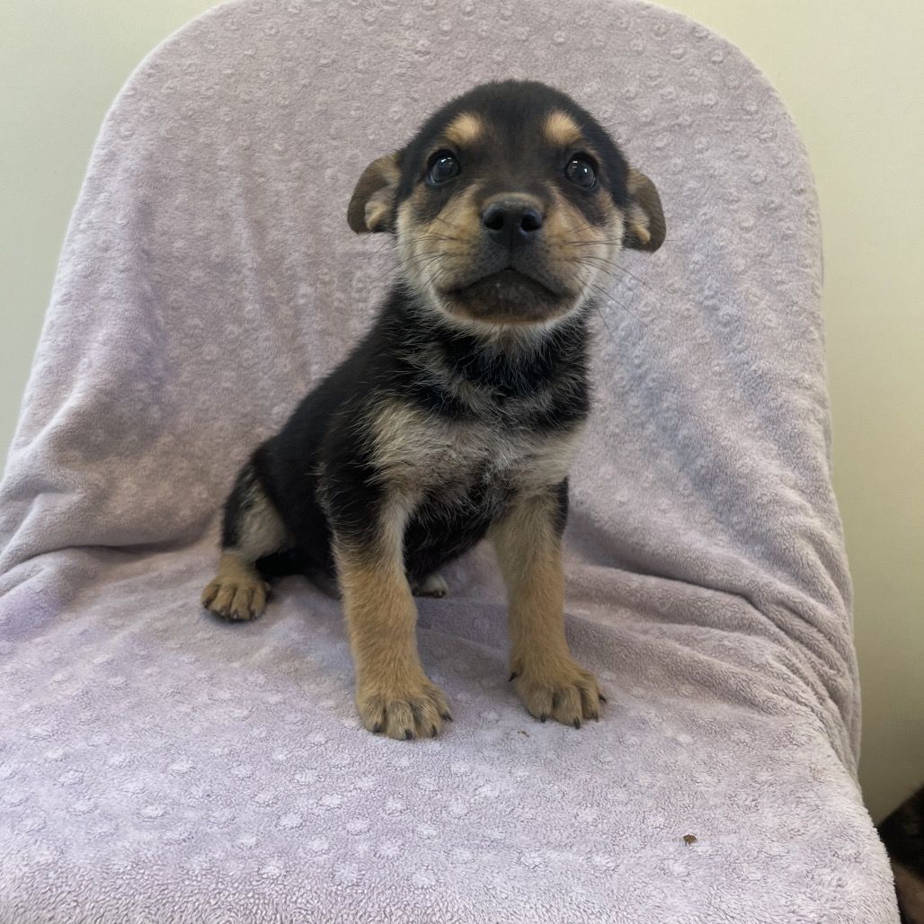 Hello my name is Candy Button