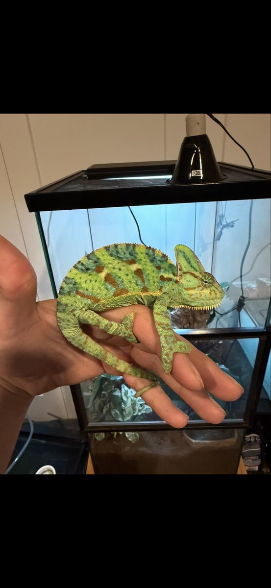 Female Veiled Chameleon