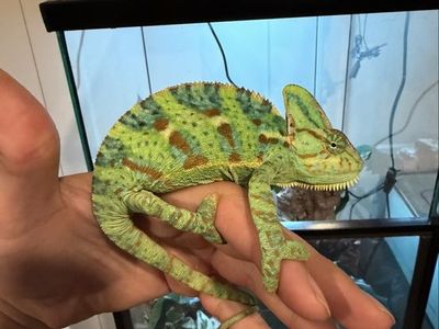 Female Veiled Chameleon