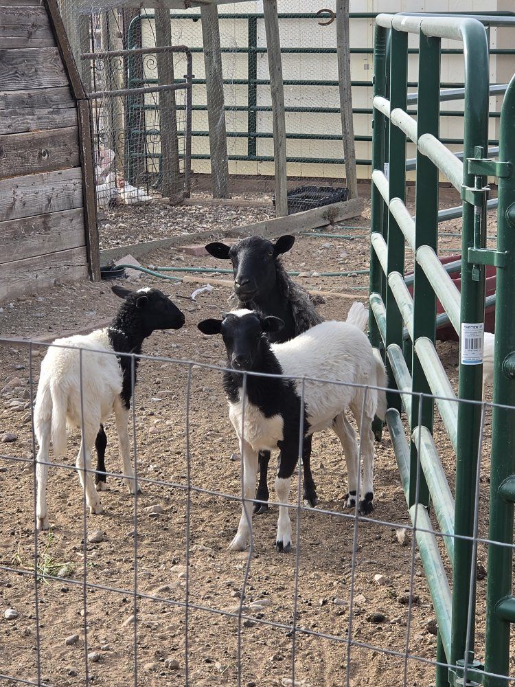 Hair Sheep