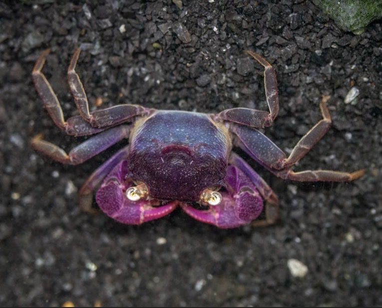 Purple vampire crab