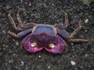 Purple vampire crab