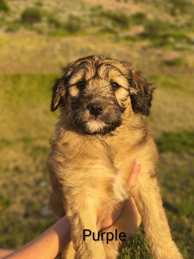 Golden Mountain Doodle Puppies For Sale