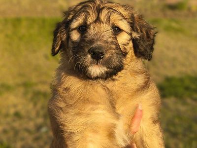 Golden Mountain Doodle Puppies For Sale