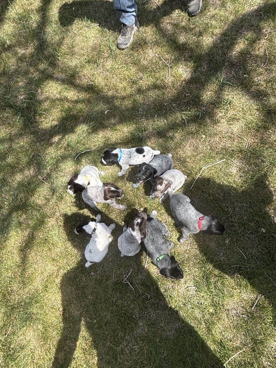 AKC German Shorthaired Pointer Puppies
