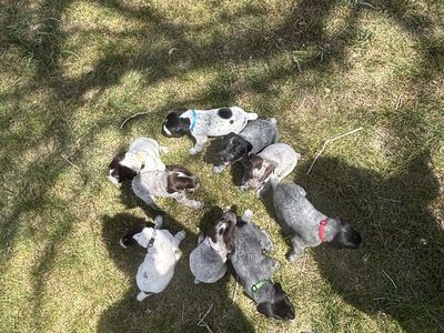 AKC German Shorthaired Pointer Puppies