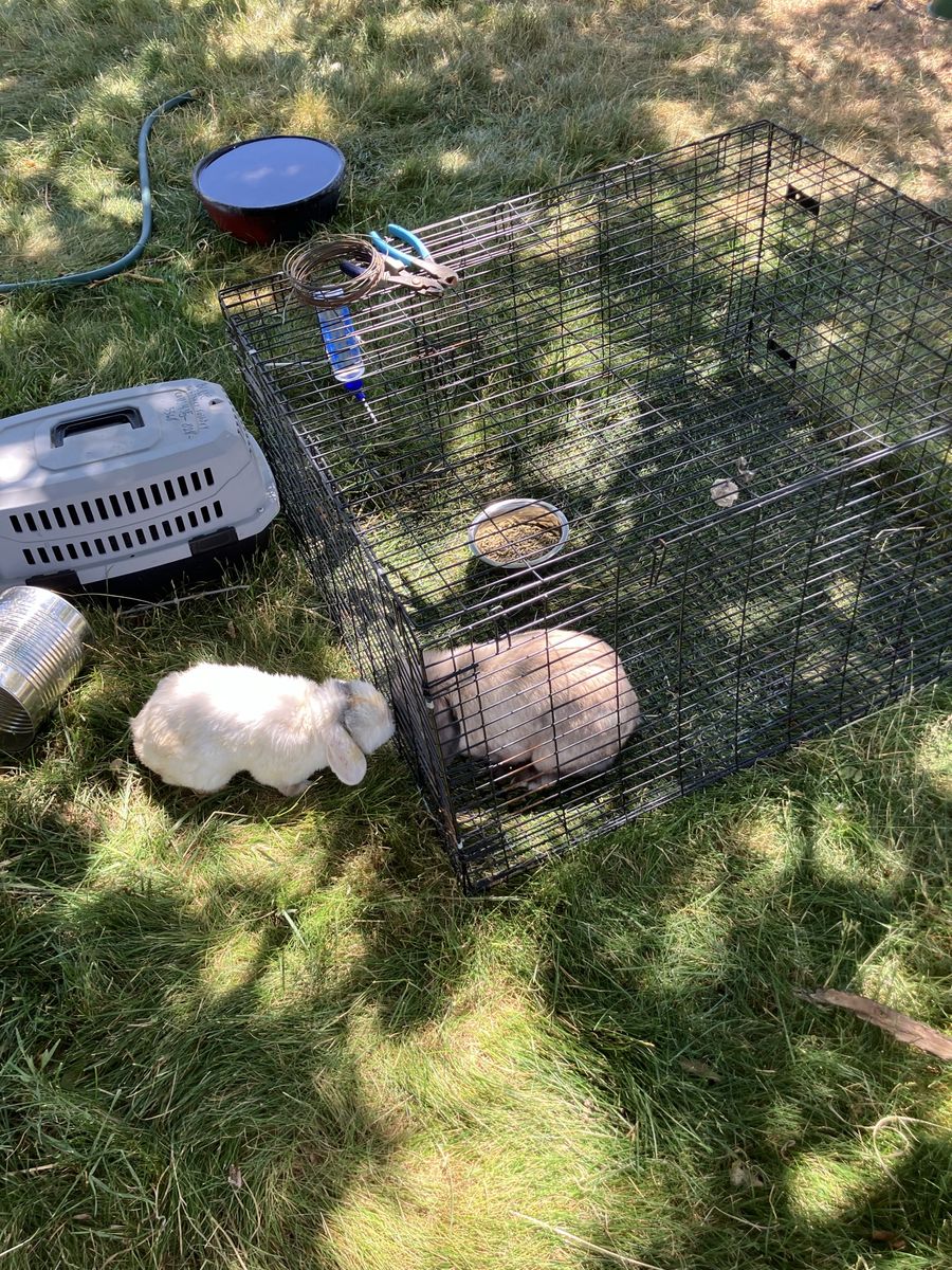 Holland Lop Rabbits