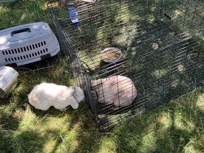 Holland Lop Rabbits