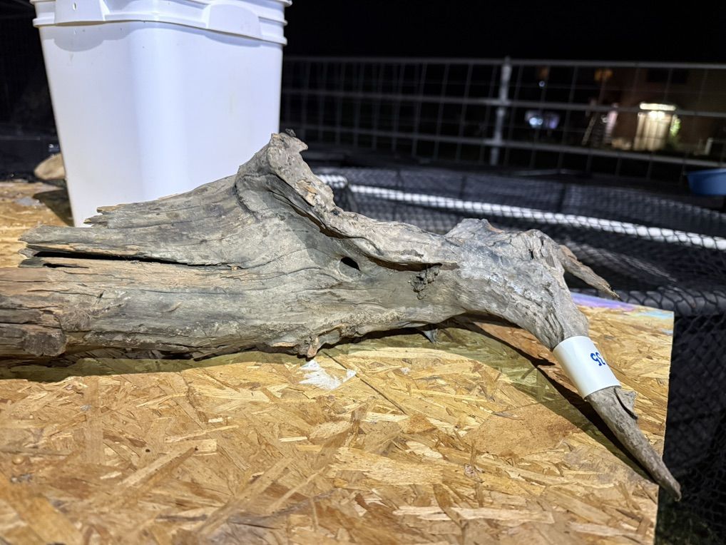 Malaysian Driftwood