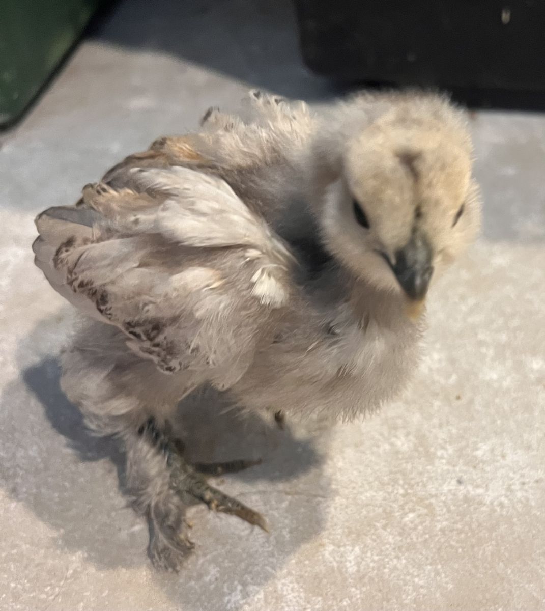 Barnyard mix chicks