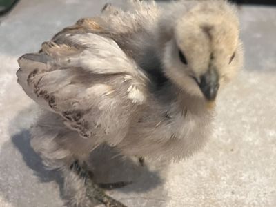 Barnyard mix chicks