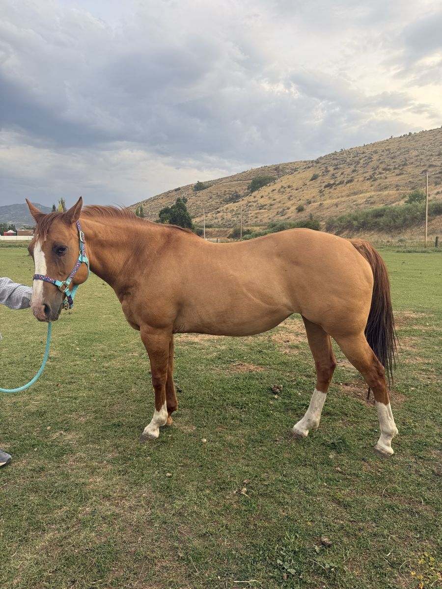 Dun mare