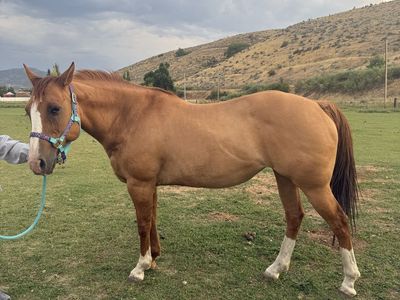 Dun mare
