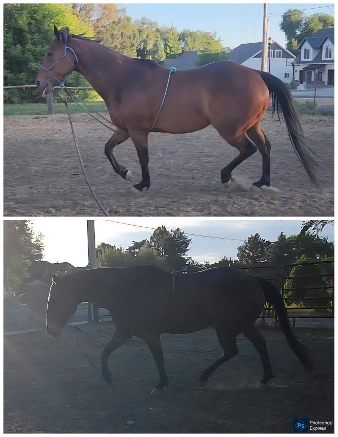 Equine Bodywork & Conditioning