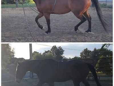 Equine Bodywork & Conditioning