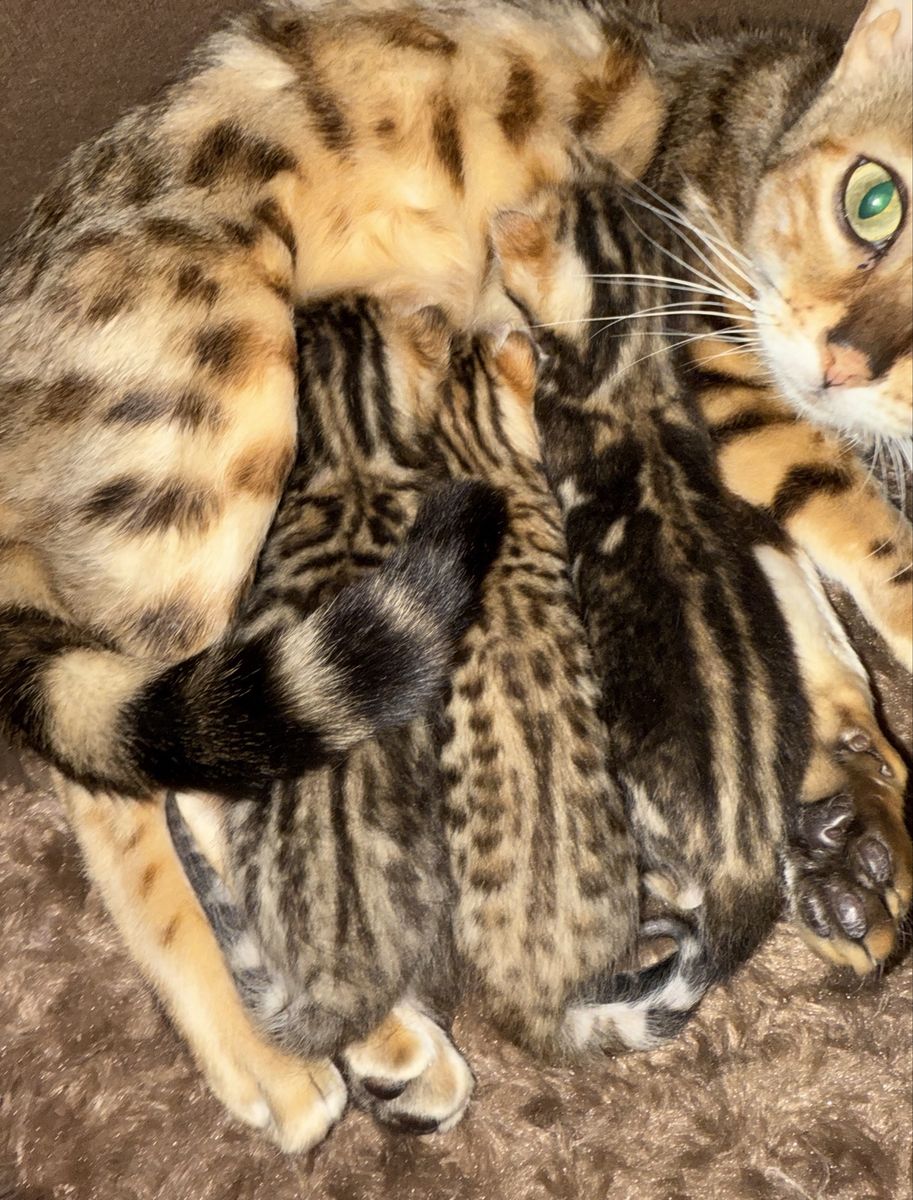 F2 Bengal Kittens