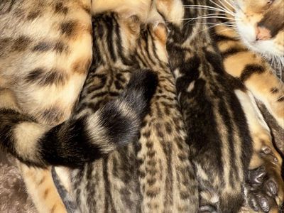 F2 Bengal Kittens
