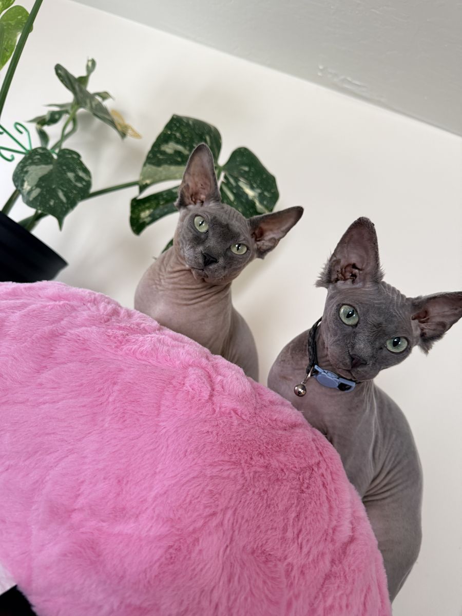 Nosey and Hades