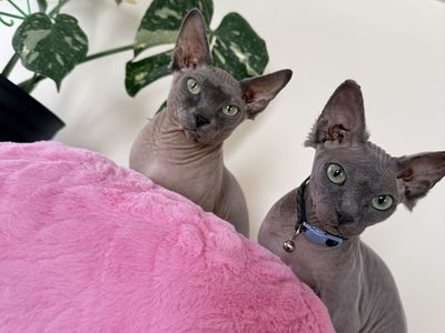 Nosey and Hades