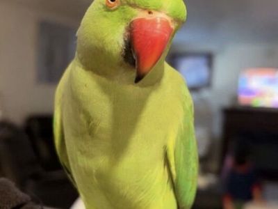 Baby Indian Ringnecks