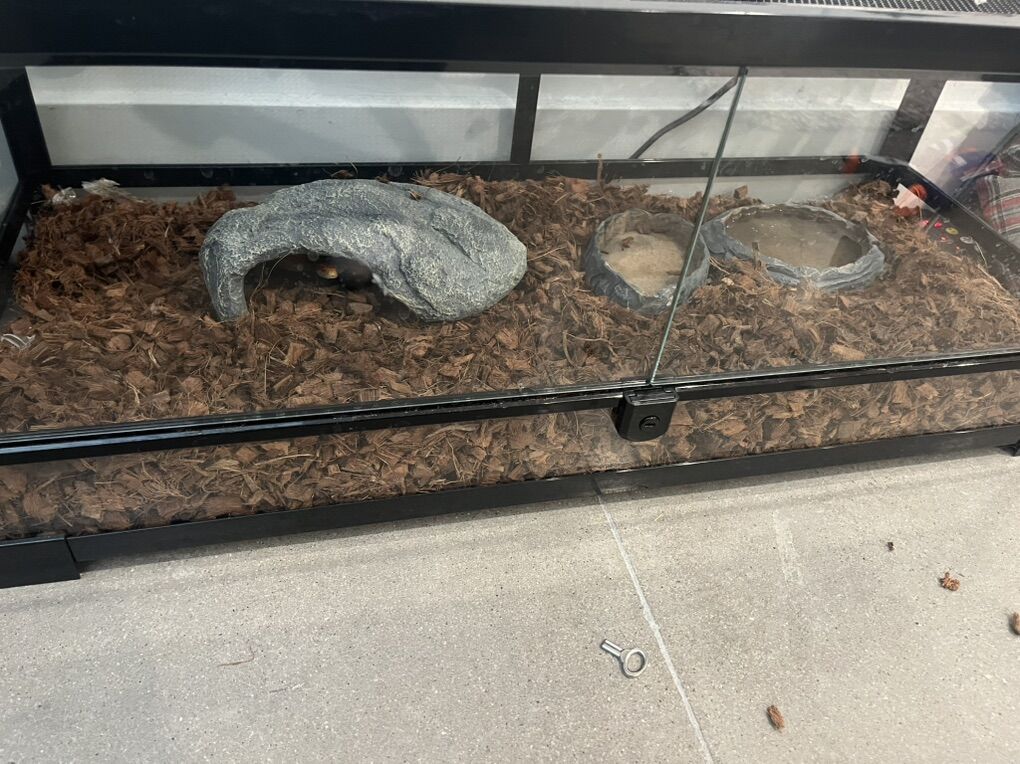 albno Corn Snake W Tank, Heater, Hide, Water Dish