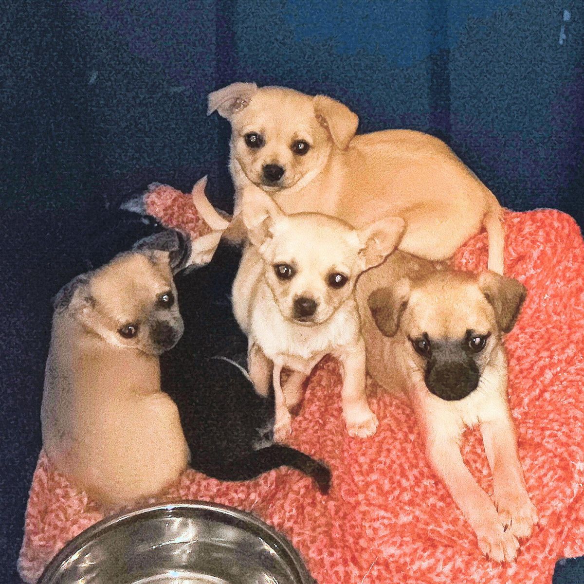3 TINY Chihuahua & 2 MICRO Pug-Chihuahua Puppies