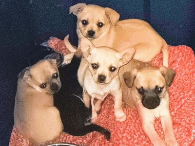 3 TINY Chihuahua & 2 MICRO Pug-Chihuahua Puppies