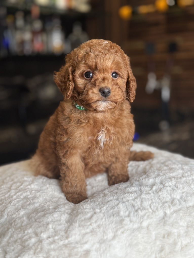 Chubs The Micromini Goldendoodle Boy