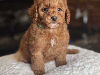 Chubs The Micromini Goldendoodle Boy