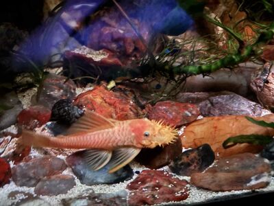 baby blue eyed lemon bristlenose plecos