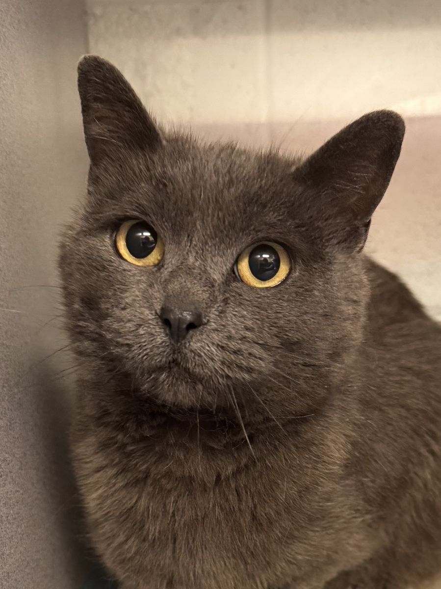 A161681 Squirrel is Available for Adoption!