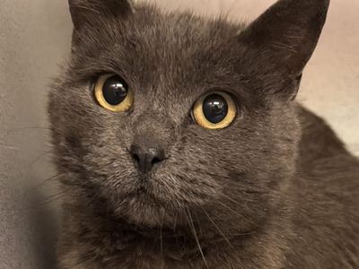 A161681 Squirrel is Available for Adoption!