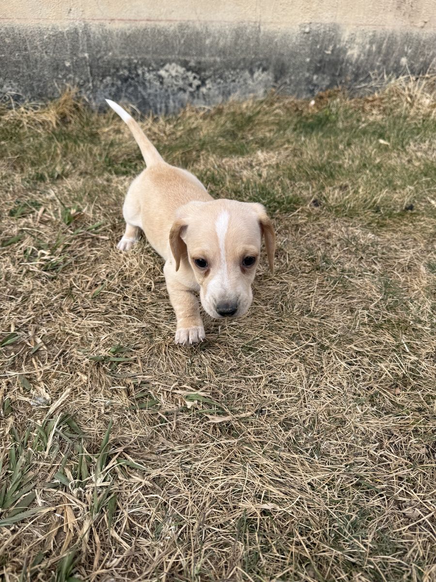 Mini Dachshunds! Ready Now!