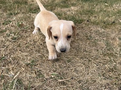 Mini Dachshunds! Ready Now!