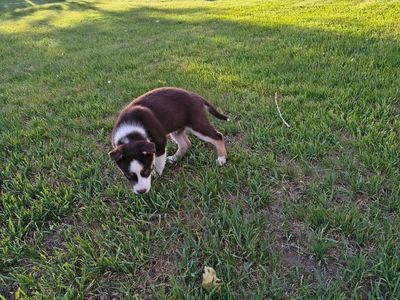 Adorable Puppies Ready for New Homes - Various Colors huskys
