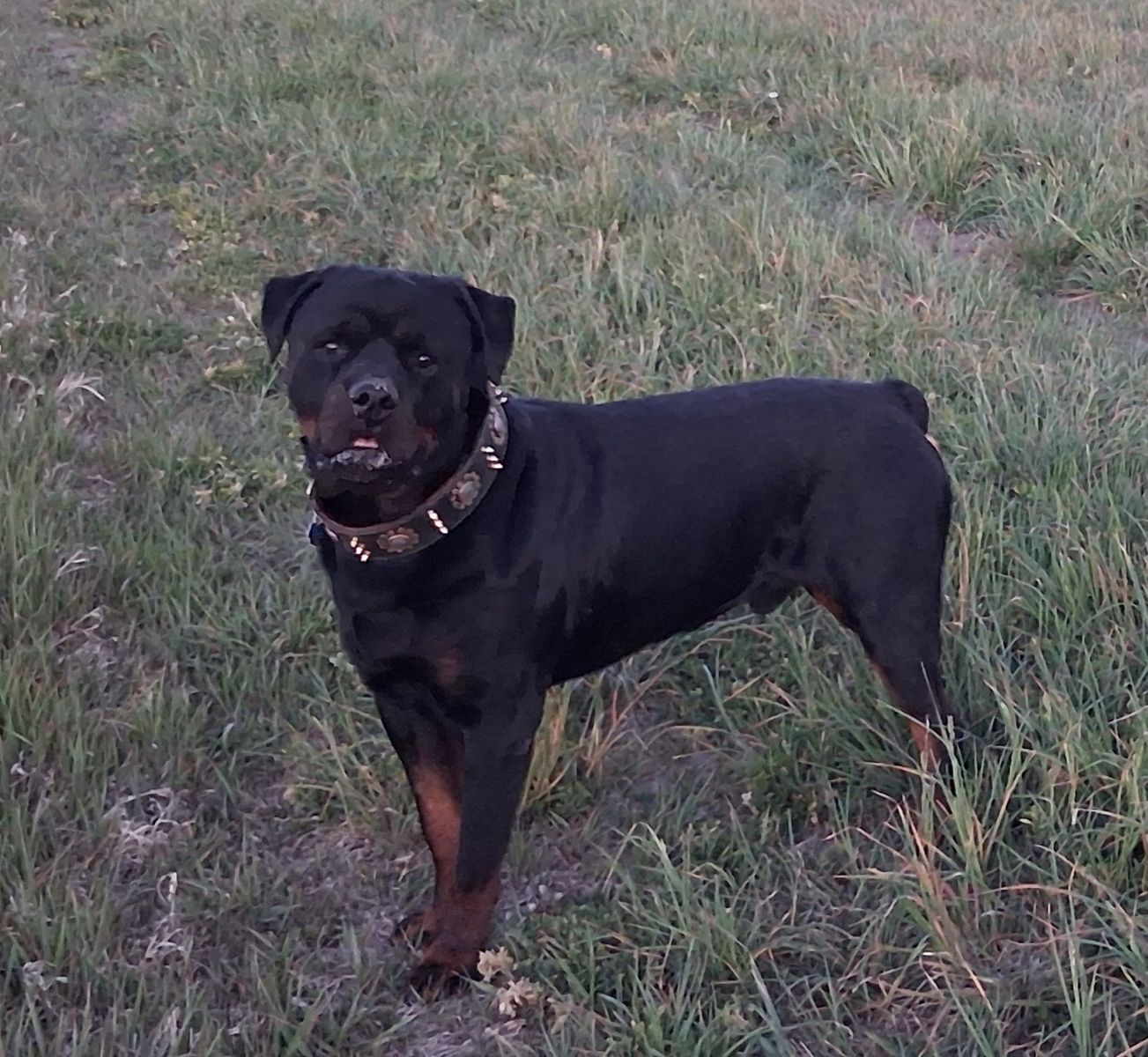 Rottweiler stud