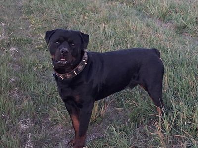 Rottweiler stud