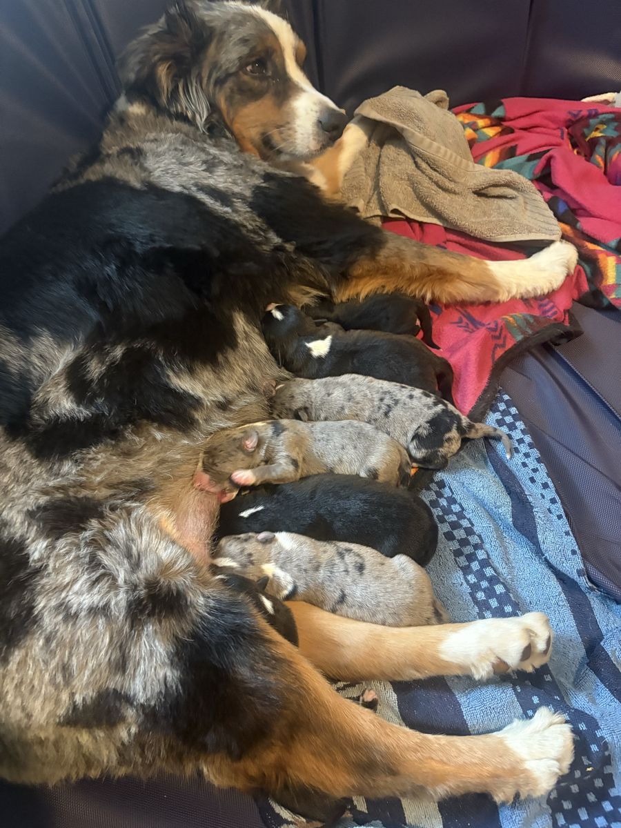 Puppy’s
